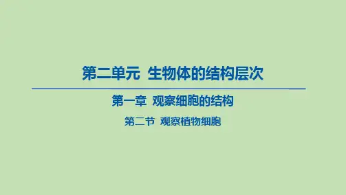 2023-2024学年六年级生物鲁教版(五四学制)课件---第二节 观察植物细胞