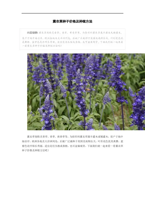 薰衣草种子价格及种植方法