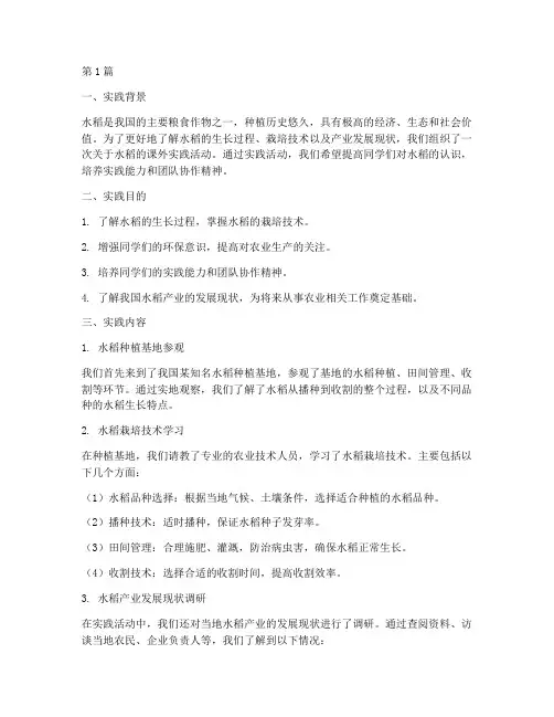 关于水稻的课外实践报告(2篇)