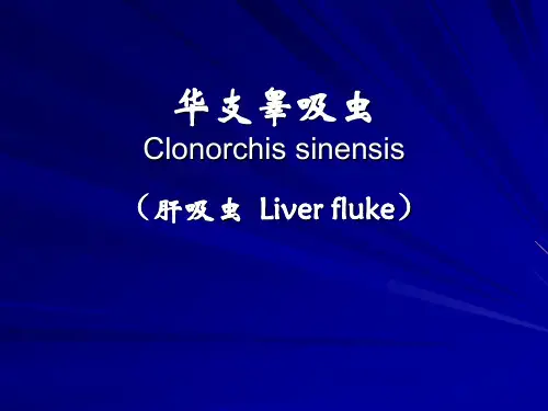 医学寄生虫学38肝吸虫课件