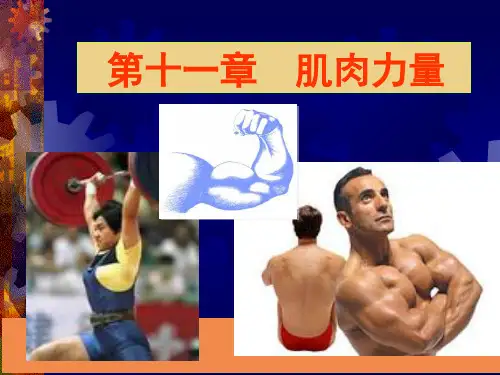 王步标版运动生理学 第十一章 肌肉力量