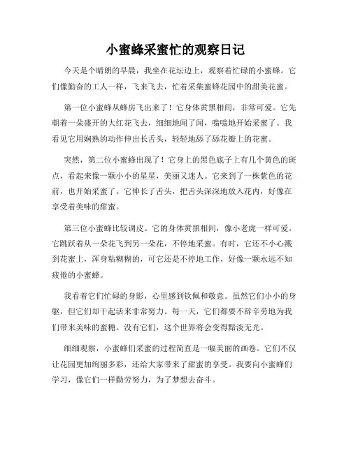 小学三年级作文小蜜蜂采蜜忙的观察日记