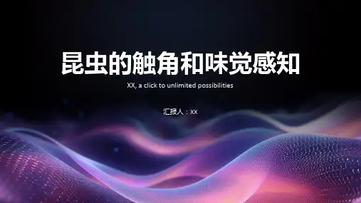 昆虫的触角和味觉感知