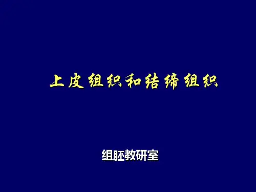 上皮组织和结缔组织