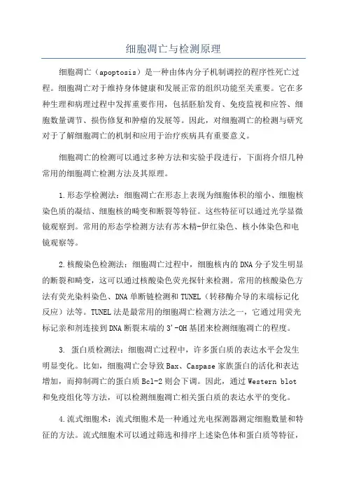 细胞凋亡与检测原理