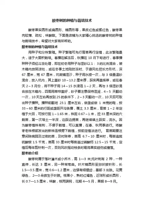 酸枣树的种植与栽培技术