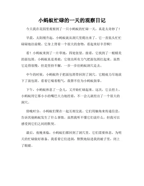 小学三年级作文小蚂蚁忙碌的一天的观察日记