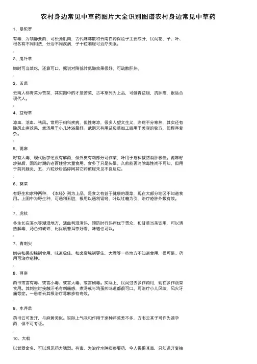 农村身边常见中草药图片大全识别图谱农村身边常见中草药