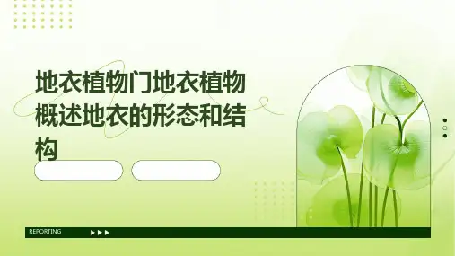 地衣植物门地衣植物概述地衣的形态和结构