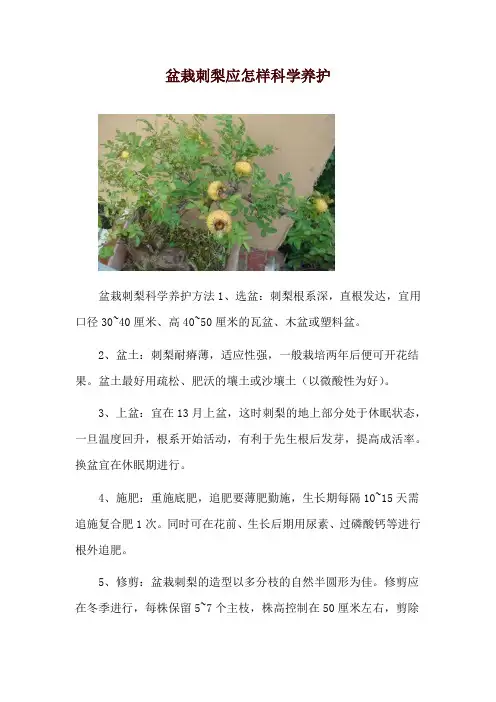 盆栽刺梨应怎样科学养护