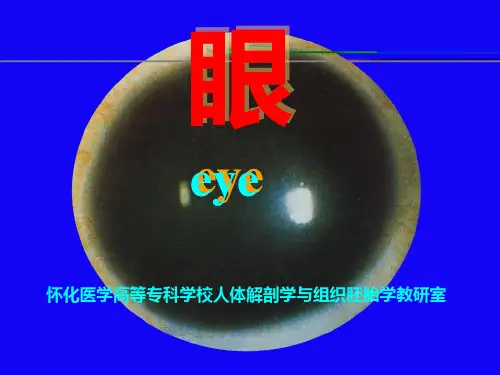 视器系统解剖学