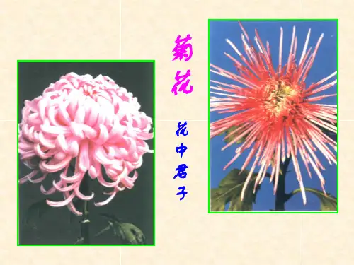 菊花