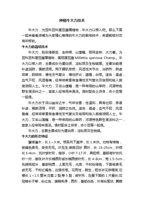 种植牛大力技术