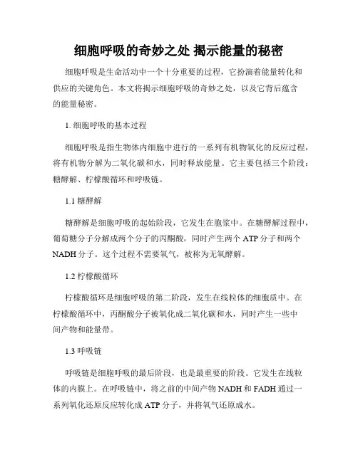 细胞呼吸的奇妙之处 揭示能量的秘密