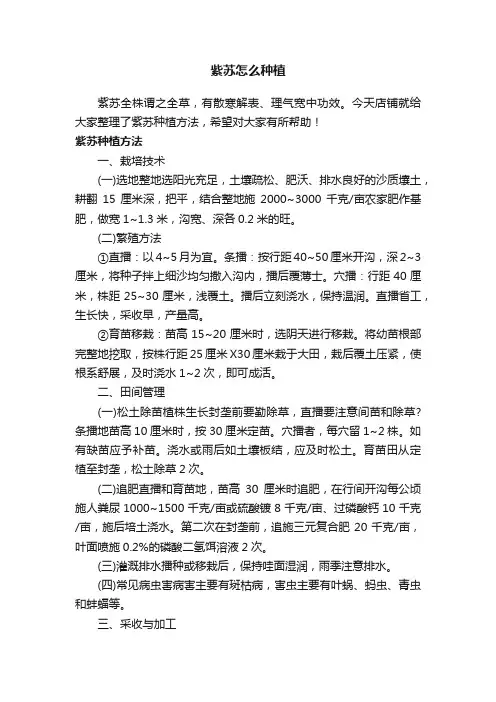 紫苏怎么种植