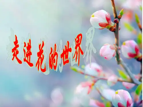 开花和结果优秀课件 