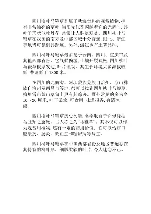 四川柳叶马鞭草哪里有