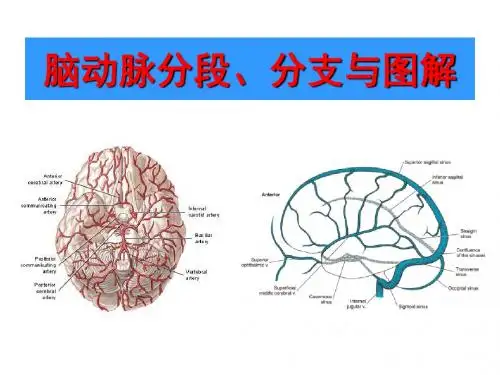 脑动脉分段、分支与图解