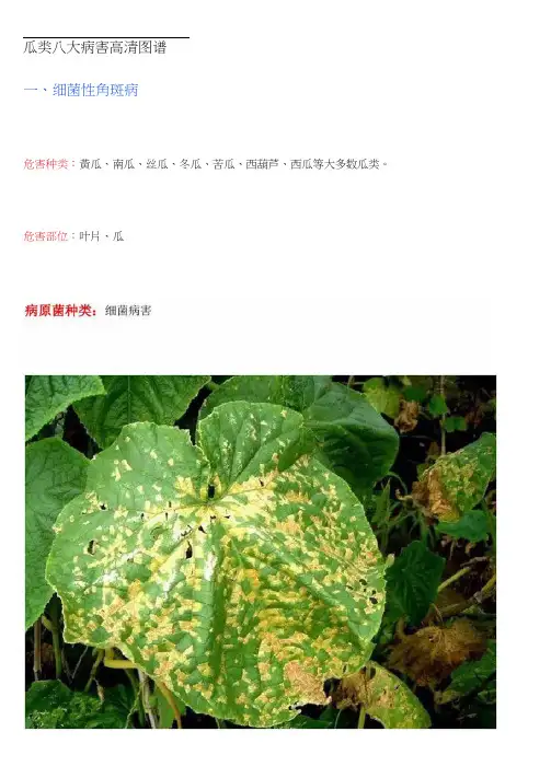 瓜类八大病害高清图谱