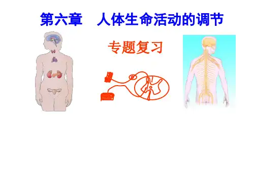 人教版七年级下第六章专题复习课件  人体生命活动的调节(共34张PPT)