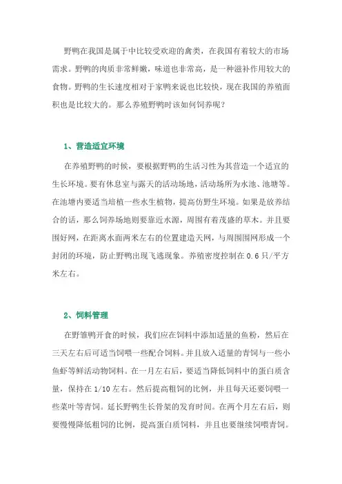养鸭经验：野鸭的饲养方法