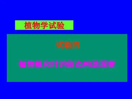 植物学实验植物根和叶的形态结构观查