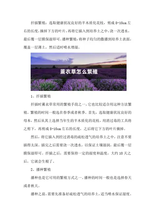 薰衣草怎么繁殖