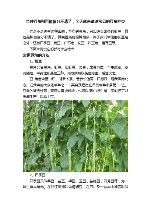 各种豆角别再傻傻分不清了，今天就来说说常见的豆角种类