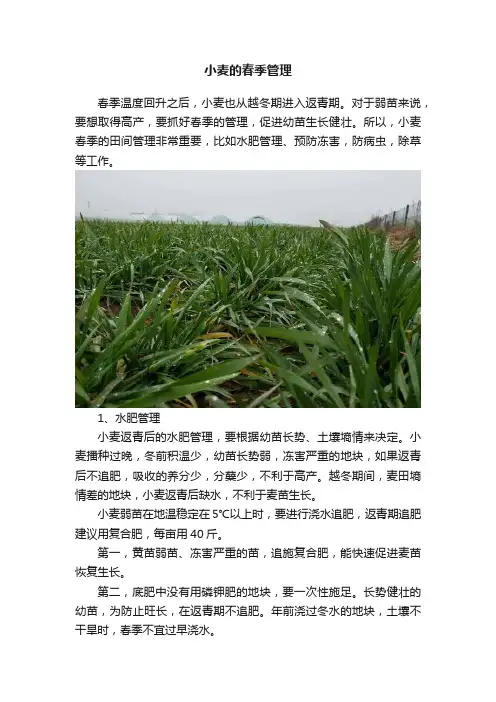 小麦的春季管理