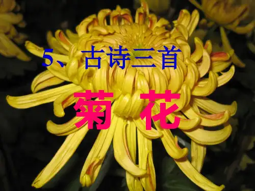 语文S版四年级上册第五课《古诗三首》——菊花