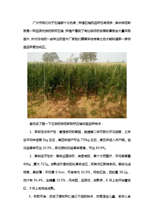 突尼斯软籽石榴苗哪家正宗