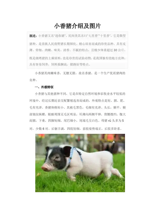 小香猪介绍及图片