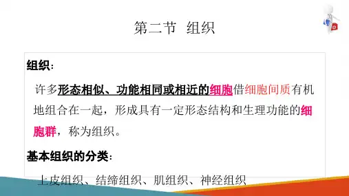上皮组织(人体解剖生理学课件)