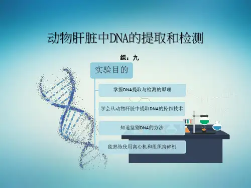 动物肝脏中DNA的提取与检测