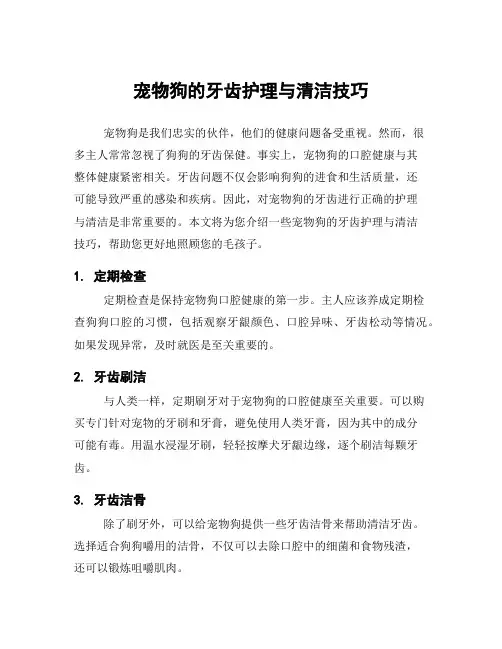 宠物狗的牙齿护理与清洁技巧