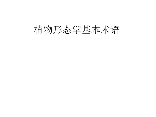 植物形态学术语