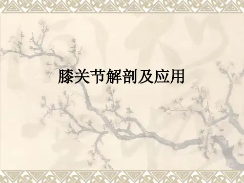 膝关节解剖及应用ppt课件