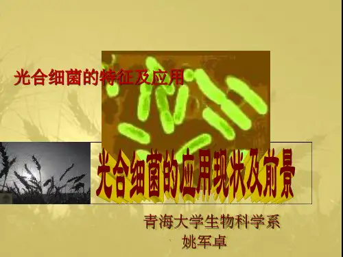 光合细菌介绍ppt课件