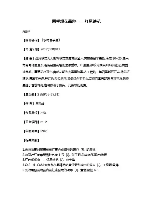四季观花品种——红尾铁苋