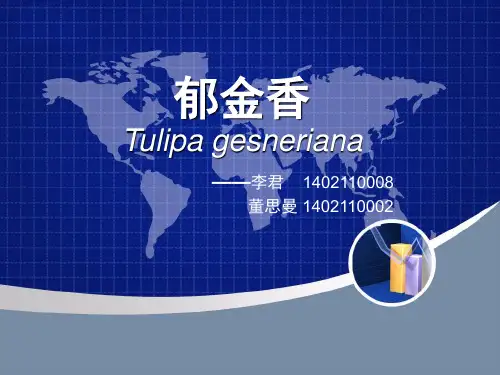 郁金香品种分类