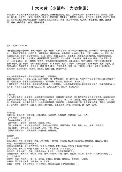十大功劳（小檗科十大功劳属）
