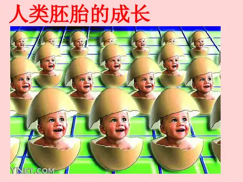 人类胚胎发育-课件
