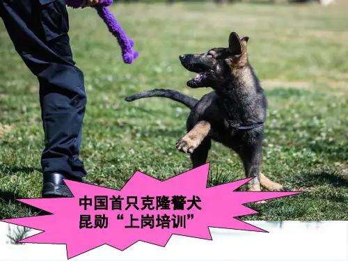 最新高考英语最新阅读作文新闻素材课件：克隆警犬上岗培训【精品课件】