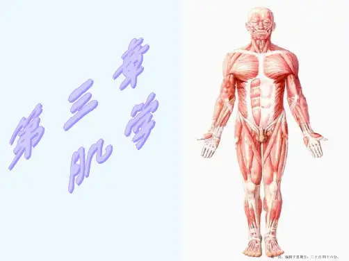 运动解剖学(肌学)
