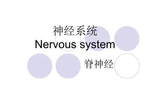 神经系统(脊神经)