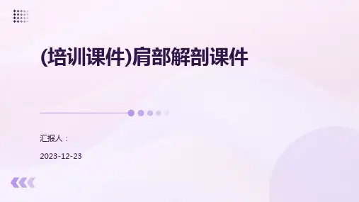 (培训课件)肩部解剖课件