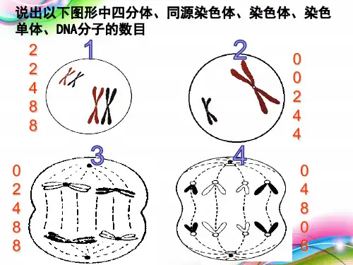 减数分裂卵细胞的形成过程