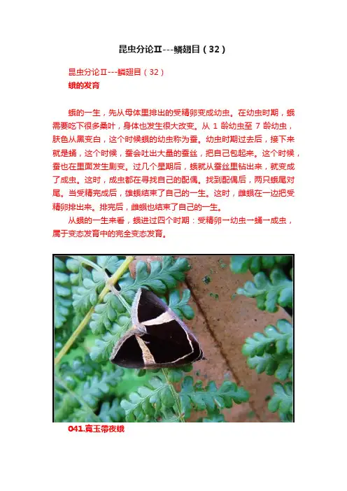 昆虫分论Ⅱ---鳞翅目（32）