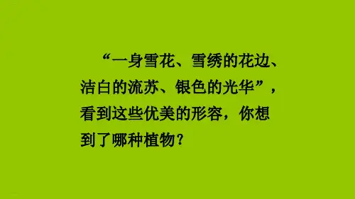《白桦》PPT—人教部编版白桦精品课件9