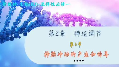 高中生物学选择性必修1神经冲动的产生和传导